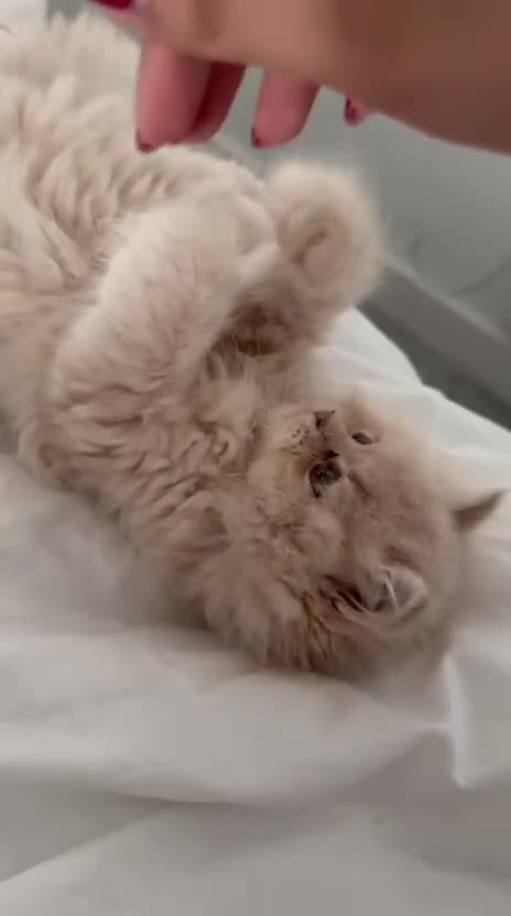 Persian cats for sale: An absolute joy  in York - Video 2