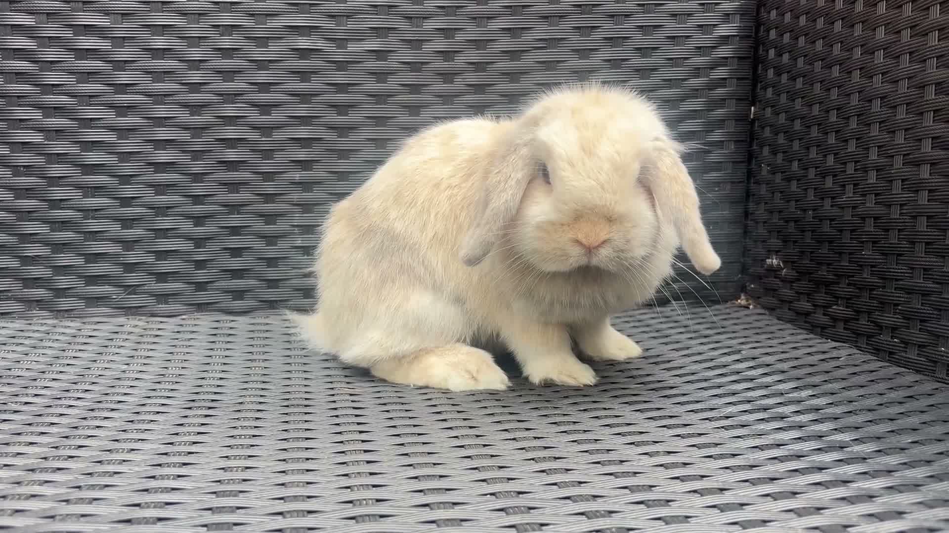 Mini Lop rabbits for sale: Blue harli female pure bred mini lop  - Video 1