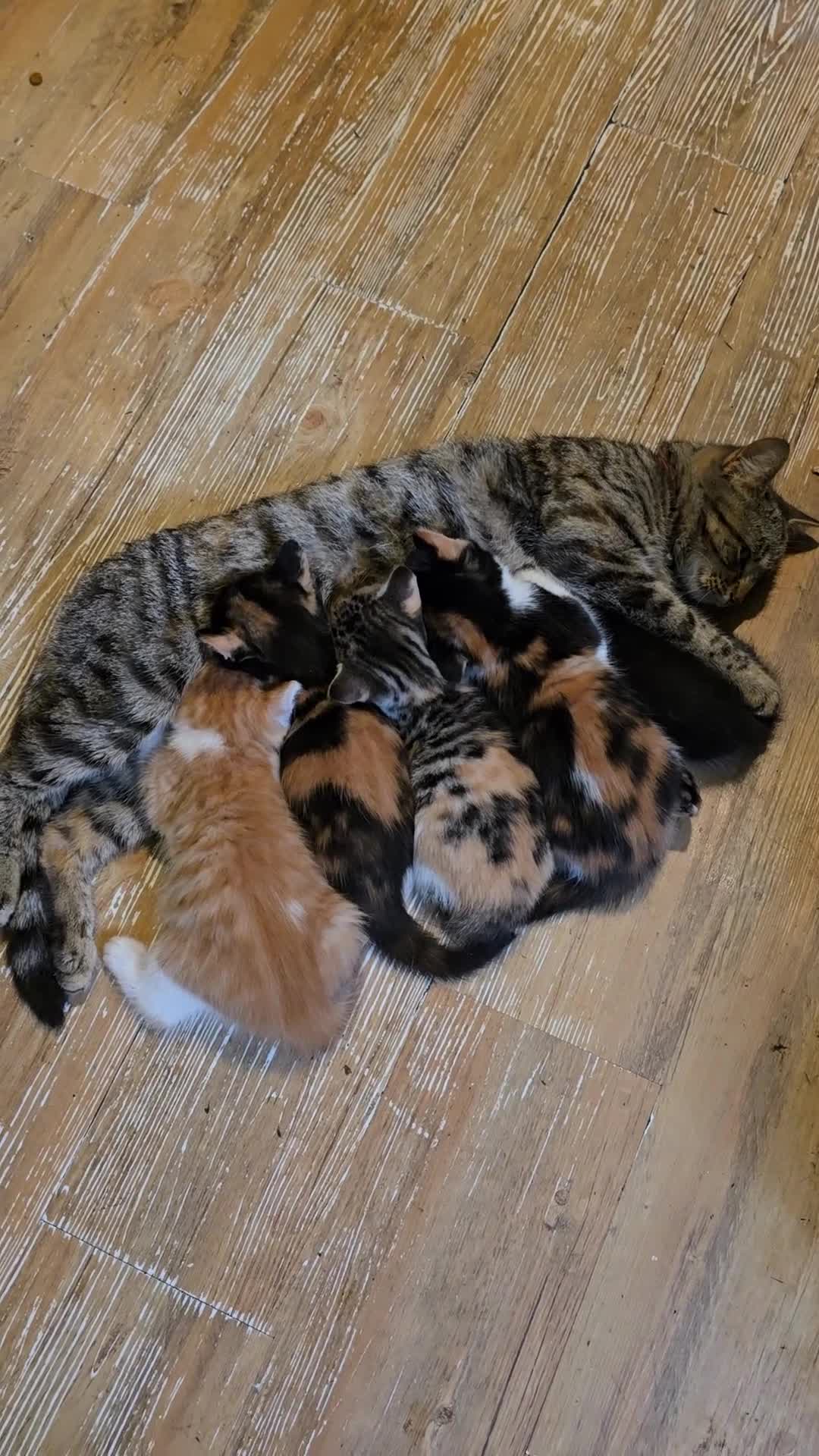 Mixed Breed cats for sale: Beautiful mixed breed female kitten  - Video 1