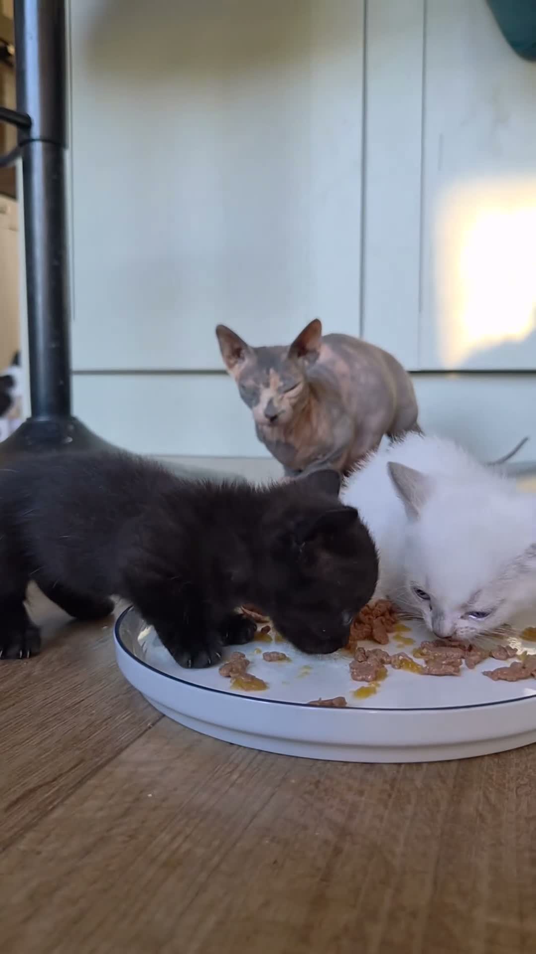 Mixed Breed cats for sale: Half pedigree bambino sphynx half bombay black ! in Tring - Video 3
