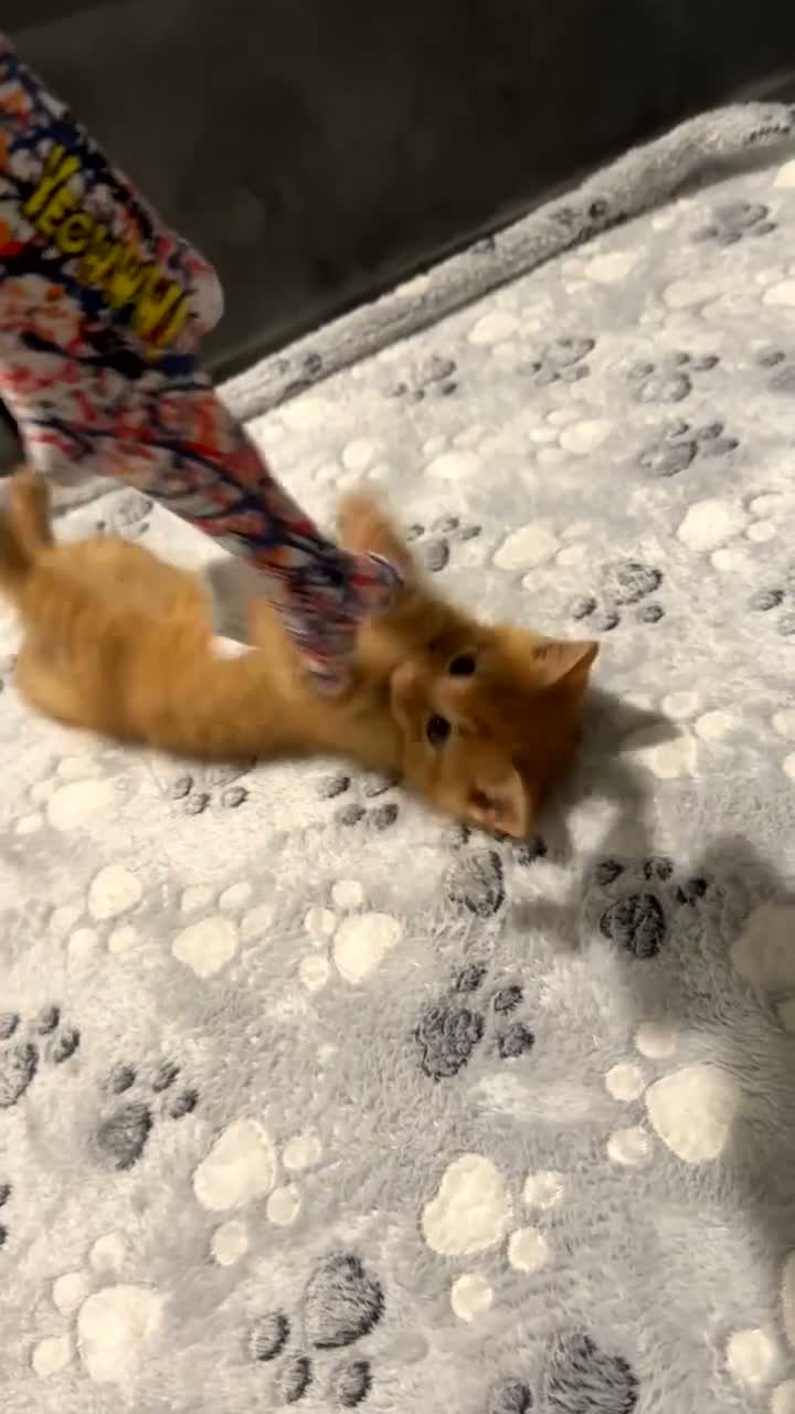 Domestic Shorthair cats for sale: Ginger Boy in Chelmsford - Video 1