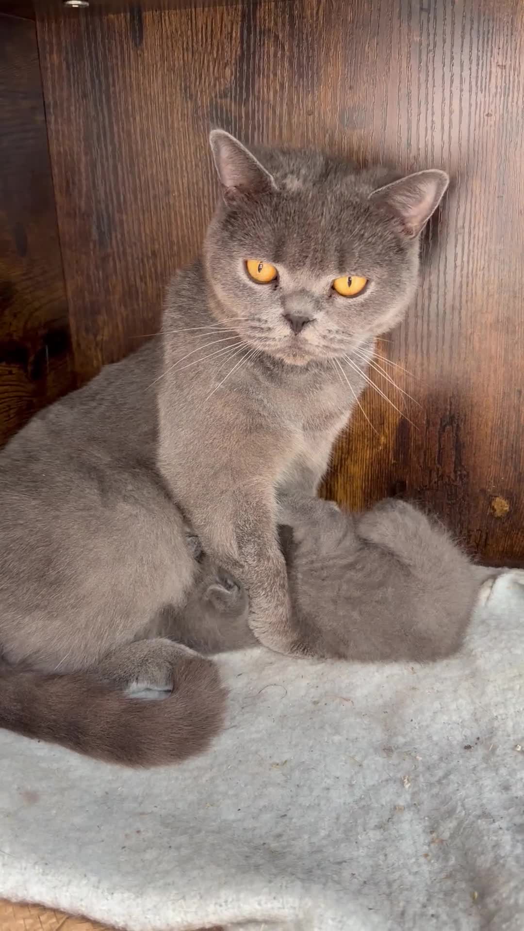 British Shorthair cats for sale:  Adorable kittenBlue British Shorthair  GCCF - Video 1