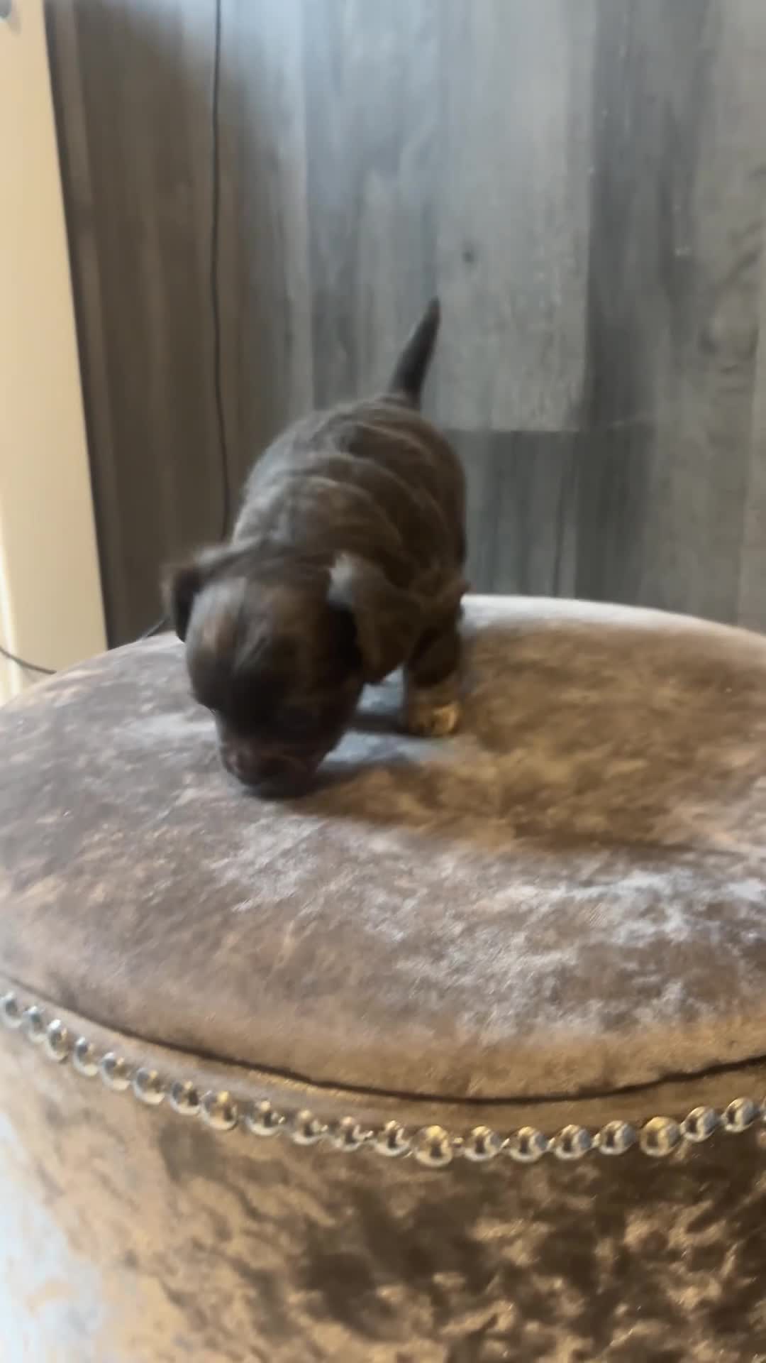 Chihuahua dogs for sale: Blue chihuahua puppy - Video 1