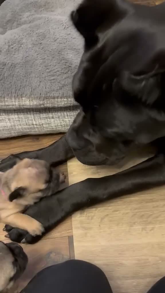 French Bulldog dogs for sale:  🐾 STUNNING KC REG FRENCH BULLDOG PUPPIES  in Livingston - Video 1