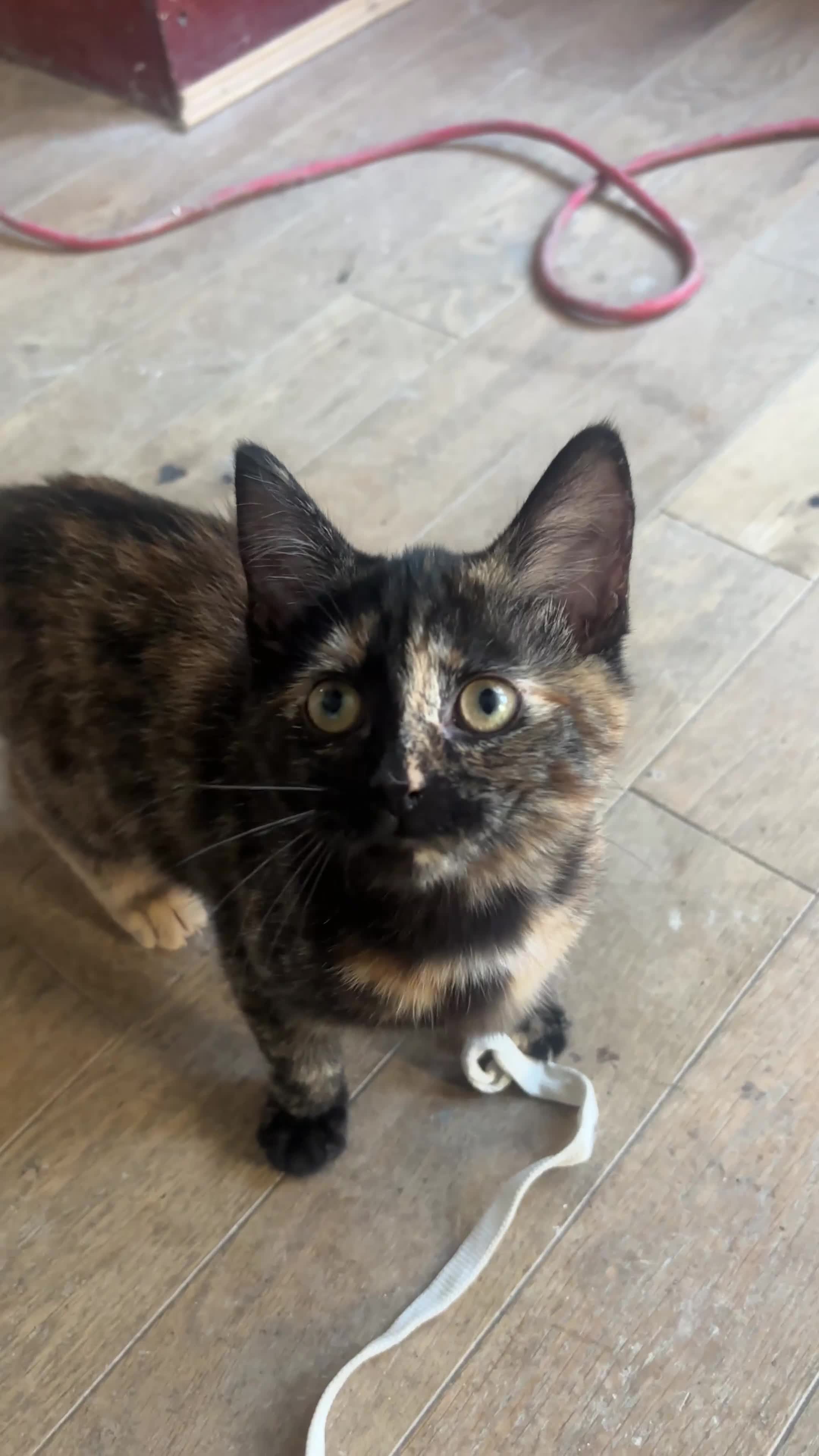 Mixed Breed cats for sale: Adorable Tortoiseshell Kitten (part Main Coon) - Video 1