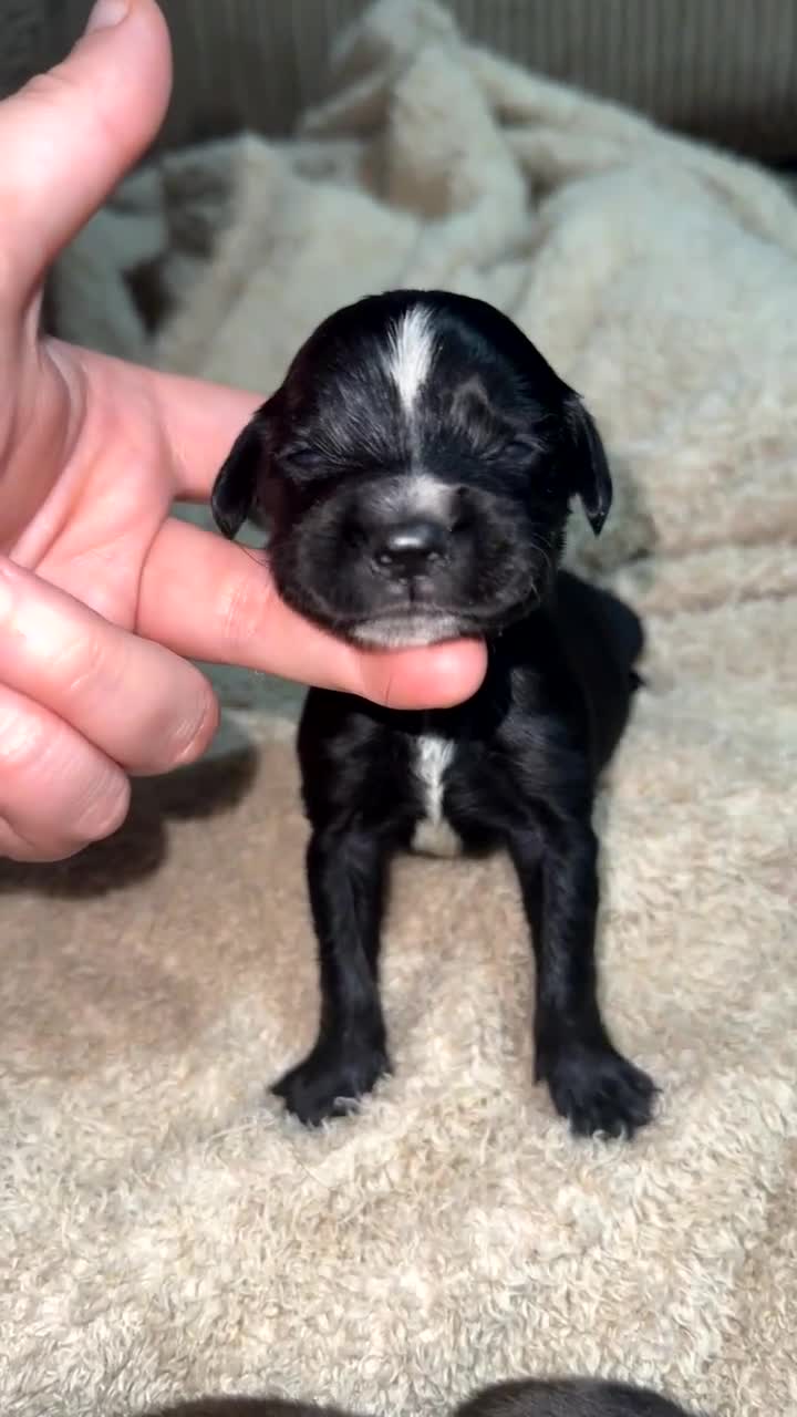Mixed Breed dogs for sale: 🐾 3 Beautiful Show Cocker Spaniel Mix Puppies 🐾 - Video 2
