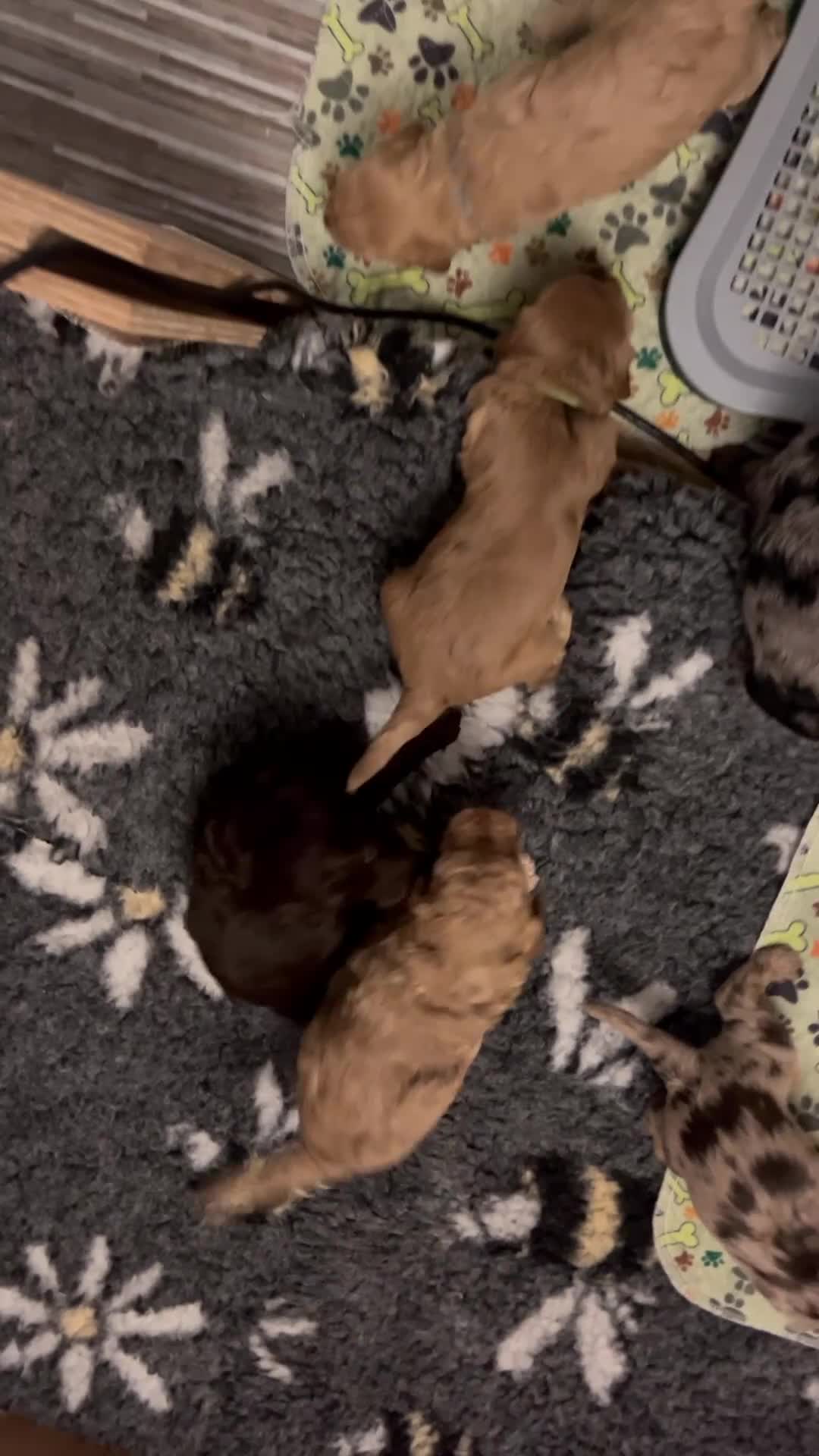 Cockapoo dogs for sale: Beautiful F2 Cockapoo Puppies  - Video 1