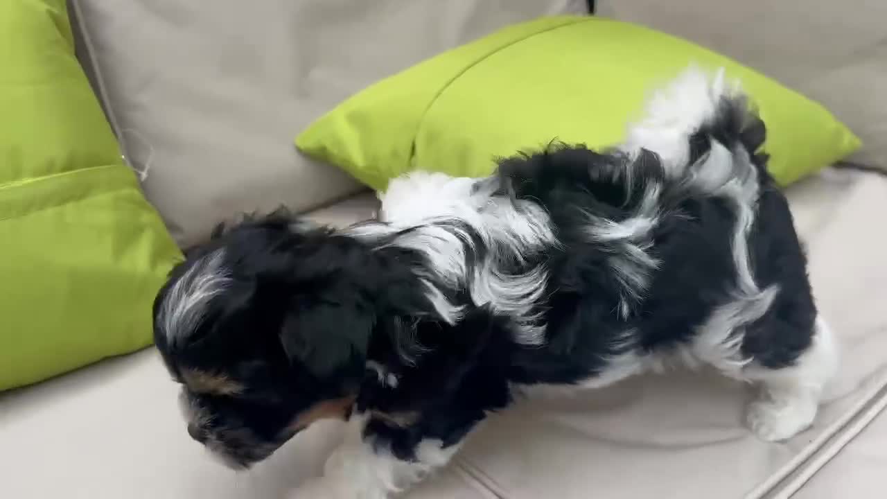 Malshi dogs for sale: Little puppy for sale  in Wellingborough - Video 1