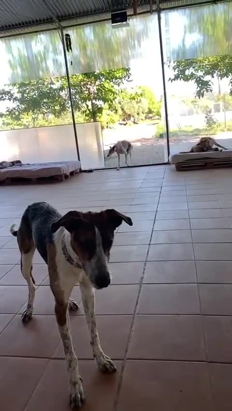 Mixed Breed dogs for adoption: 🐶Rex the perfect pack companion 😍  - Video 4