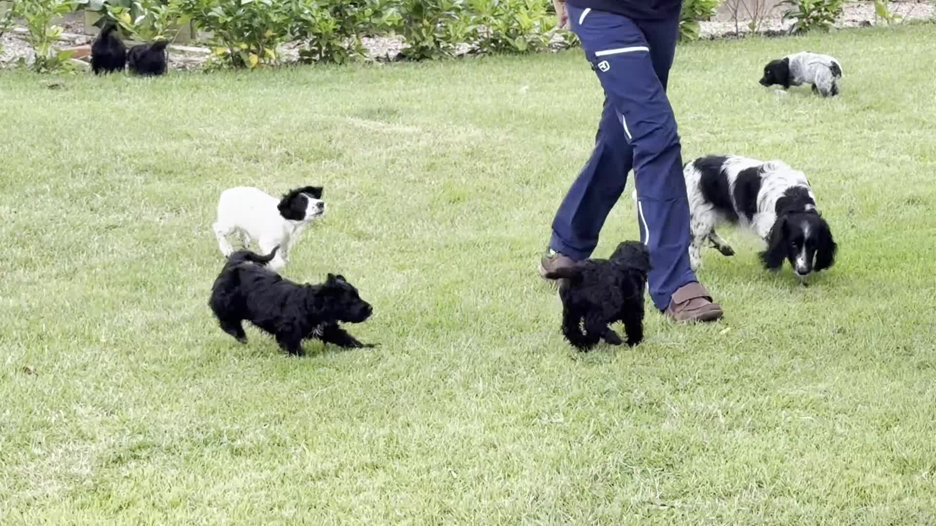Cocker Spaniel dogs for sale: Working Cocker & Cocker Poo Puppies - Video 1