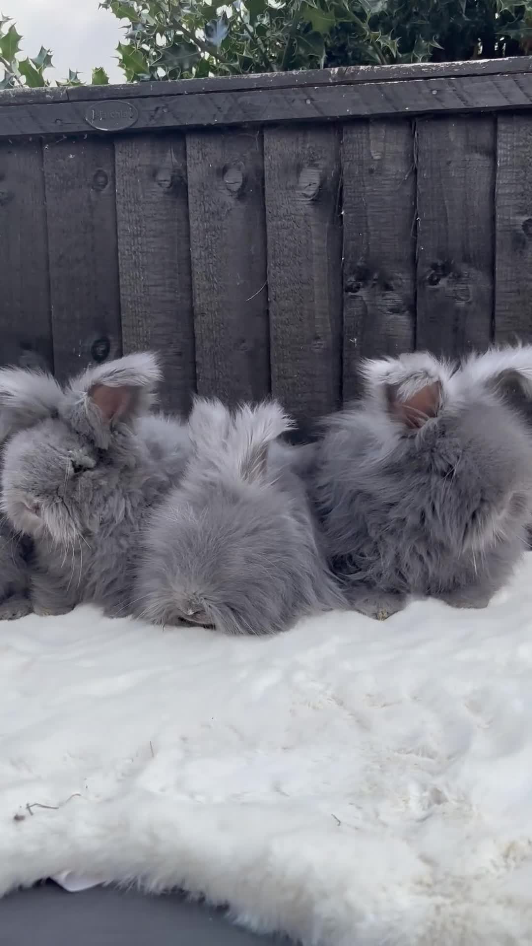 Angora rabbits for sale: Harlequin and blue (grey ) angoras  - Video 1