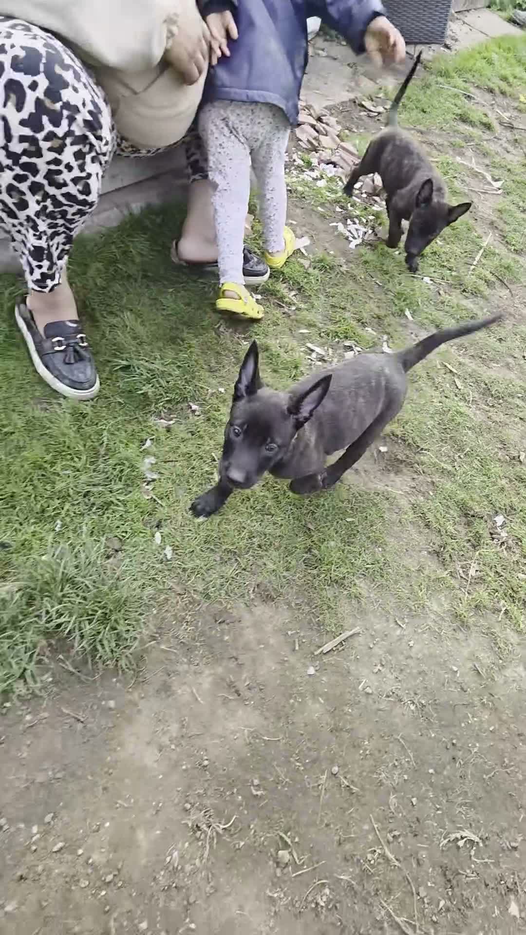 Belgian Shepherd Dog dogs for sale: Workingline belgian shepherds - Video 2