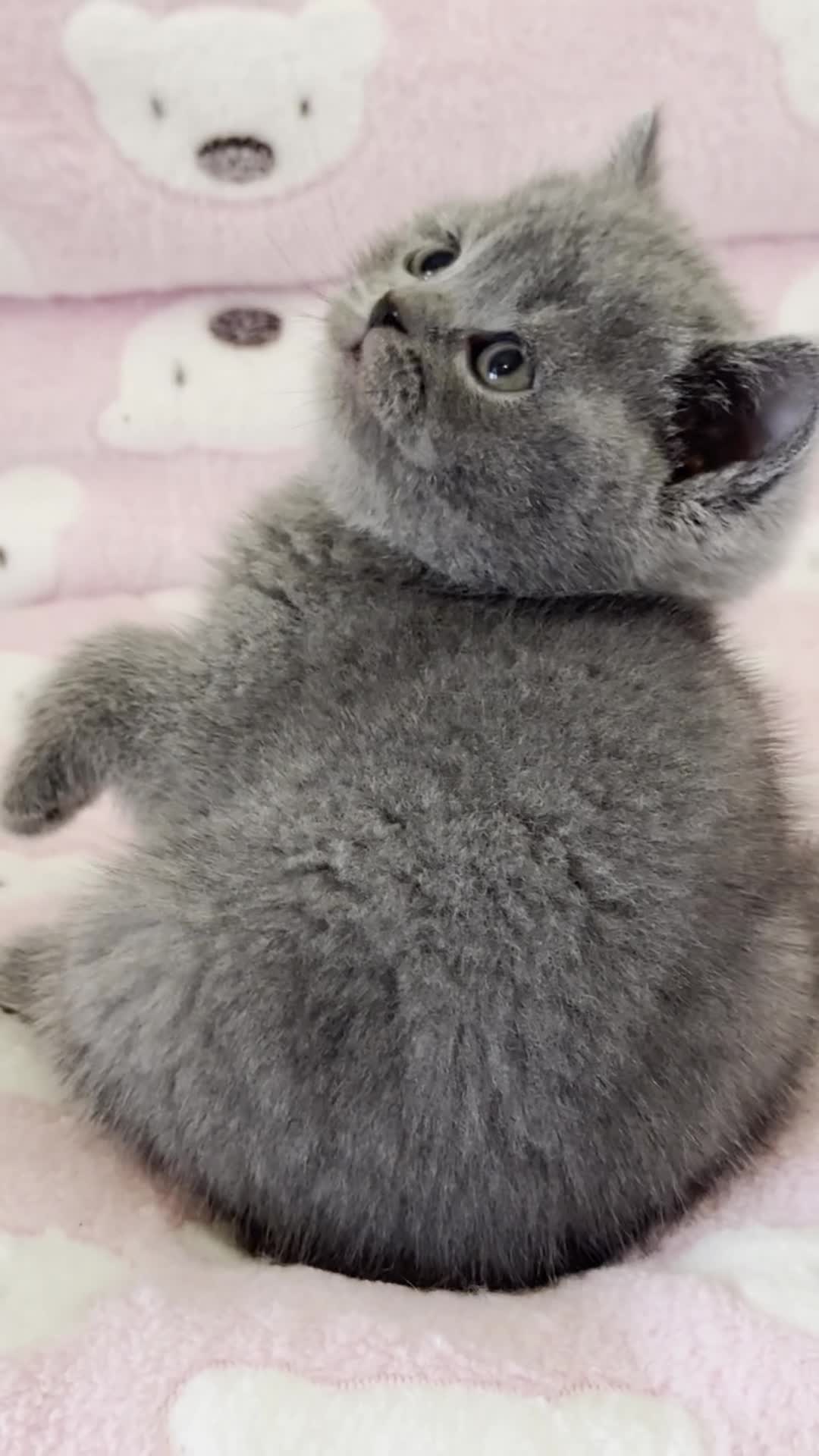 British Shorthair cats for sale: British shorthair kittens  - Video 4