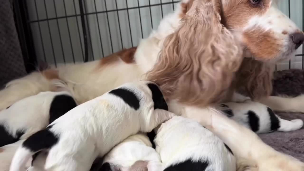 Cocker Spaniel dogs for sale: Show Cocker Puppies (KC Reg, AMS, PRA & FN CLEAR) - Video 1