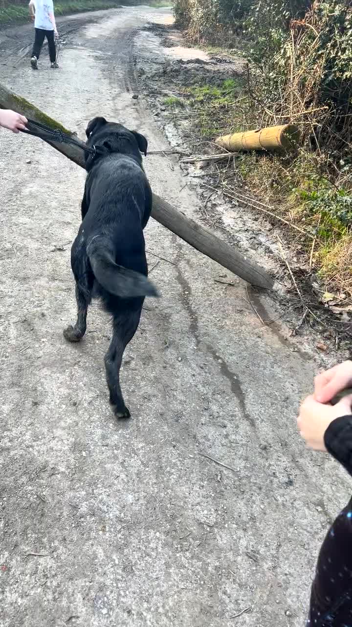 Sheprador dogs for sale: Oreo 3 years  in Nottingham - Video 2