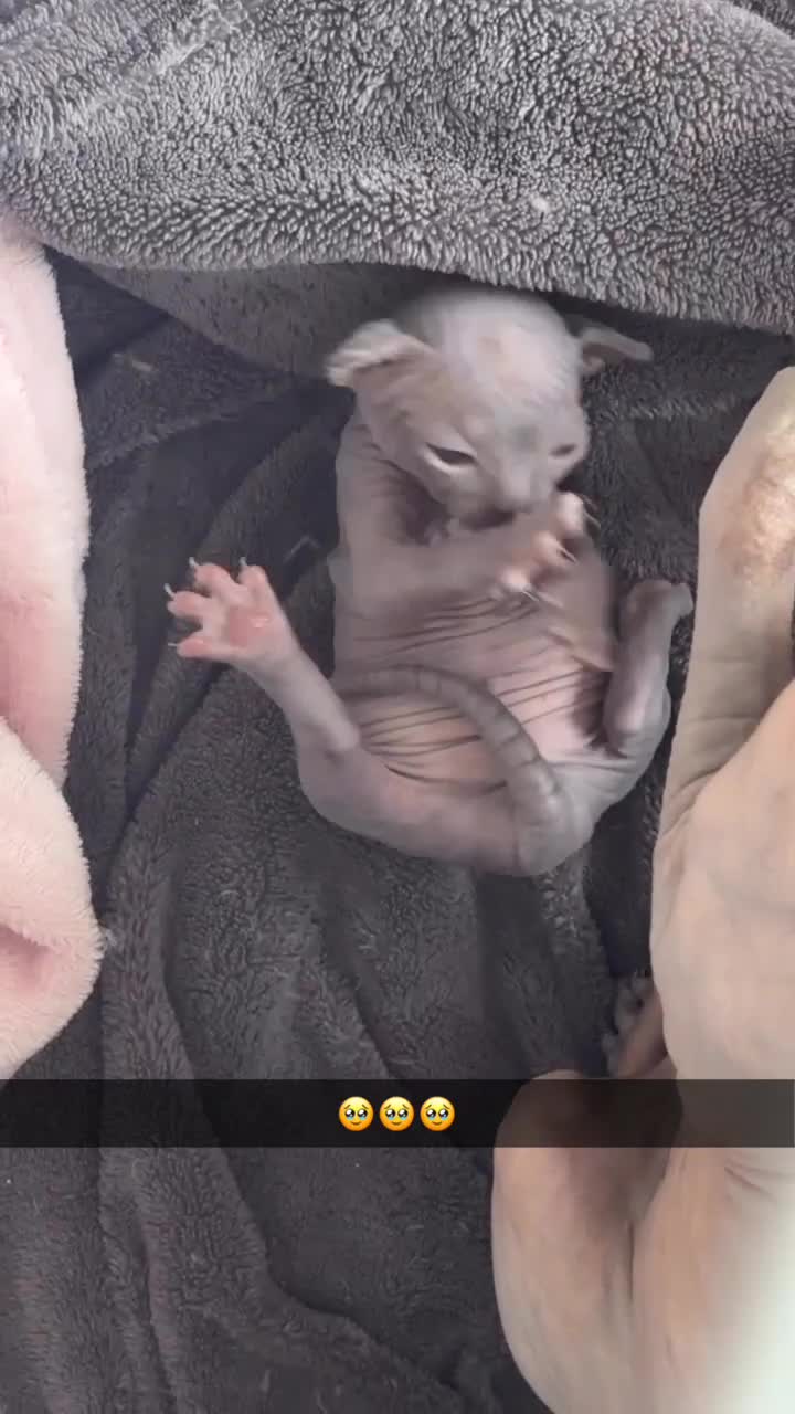 Sphynx cats for sale: Sphynx kittens  - Video 2
