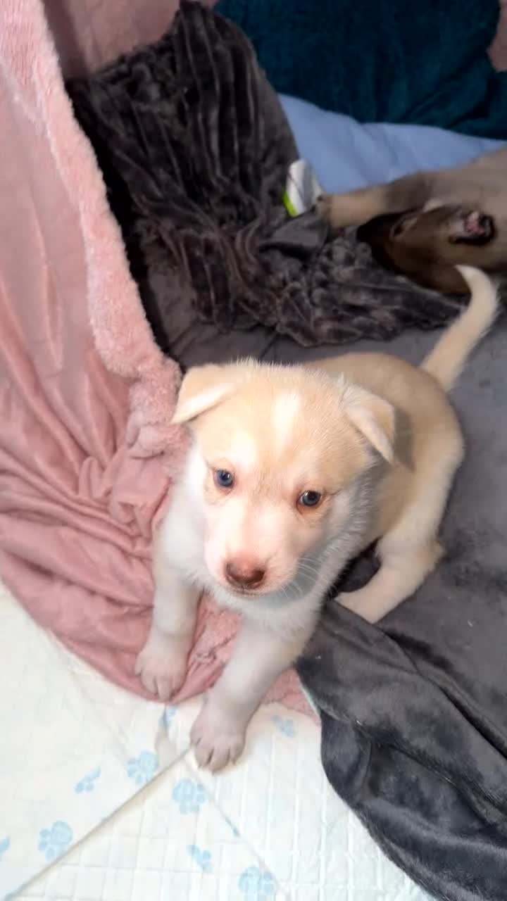 Shepsky dogs for sale: READY TO LEAVE German Shepherd cross Husky Puppies - Video 2