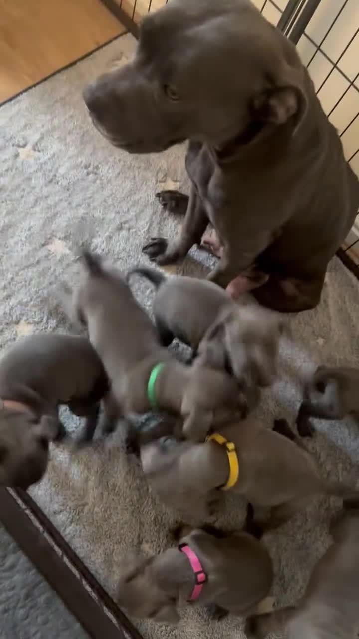 Staffordshire Bull Terrier dogs for sale: Stunning pure blue staffies - Video 1