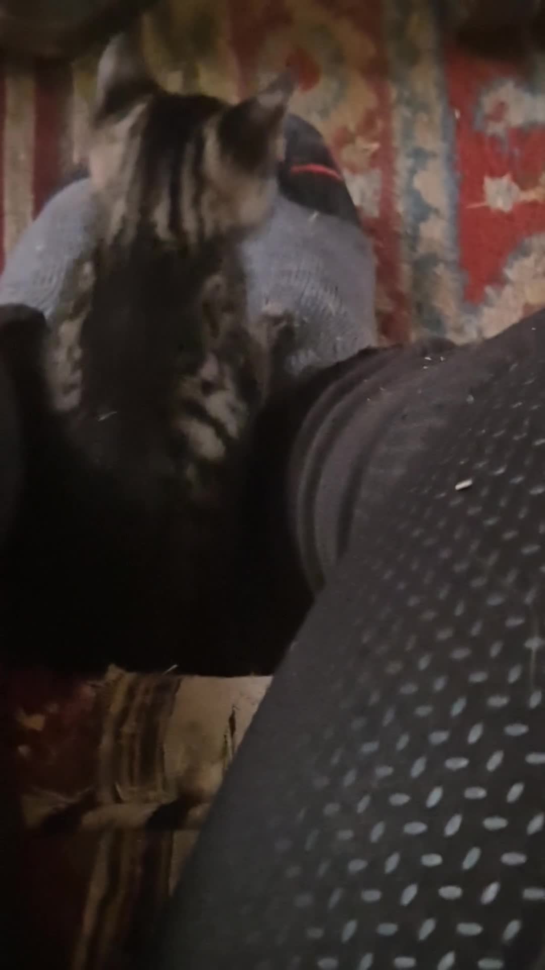 Savannah cats for sale: F5 Savannah x DSH kittens  in Hull - Video 2