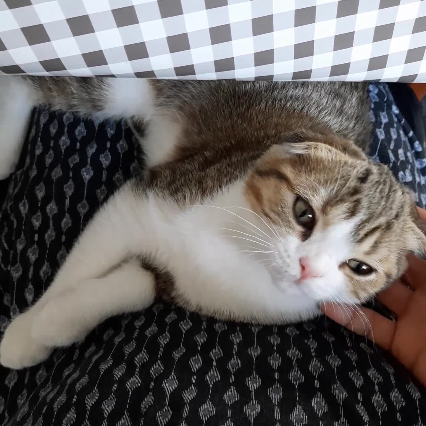 Scottish Fold cats for sale: TICA Reg: Scottish Fold Neutered Girl Kittens - Video 5