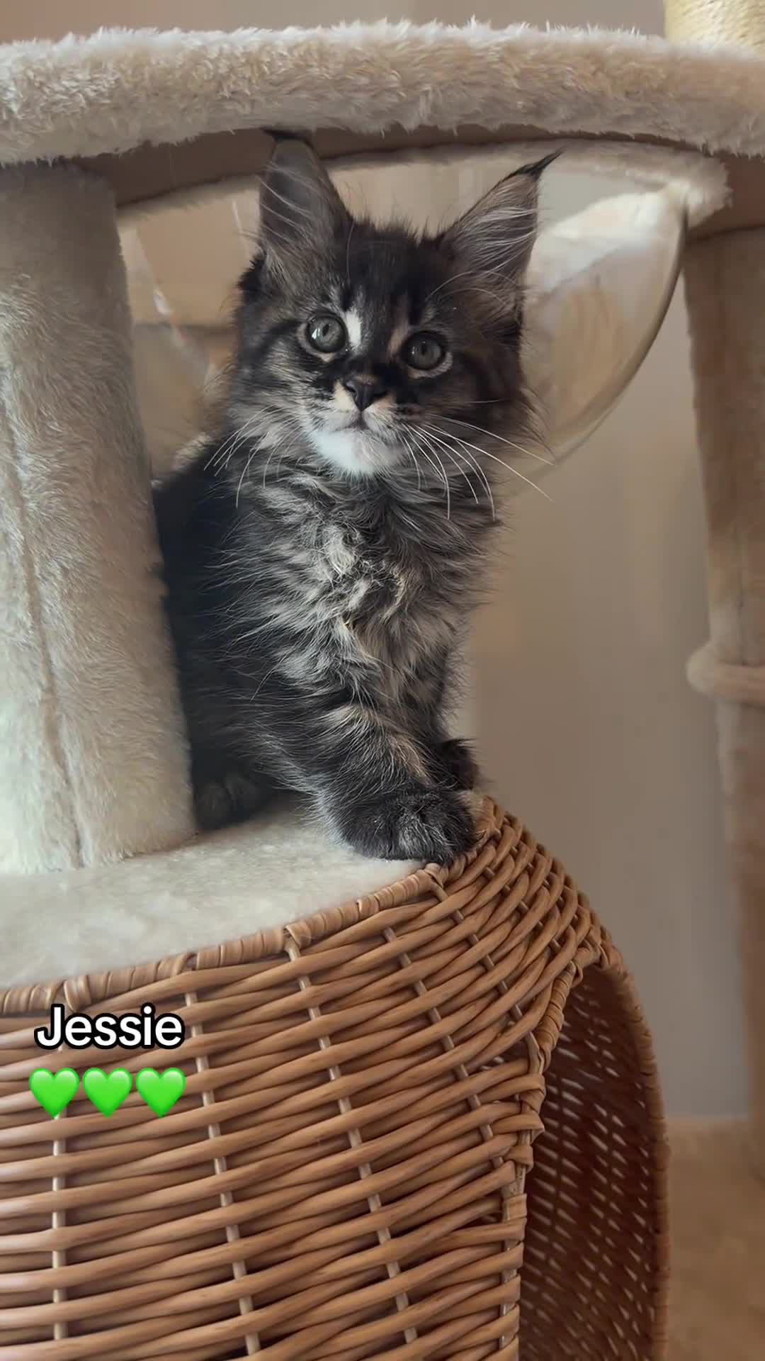 Maine Coon cats for sale: GCCF HealthTested Russian Championline Mainecoons  - Video 3