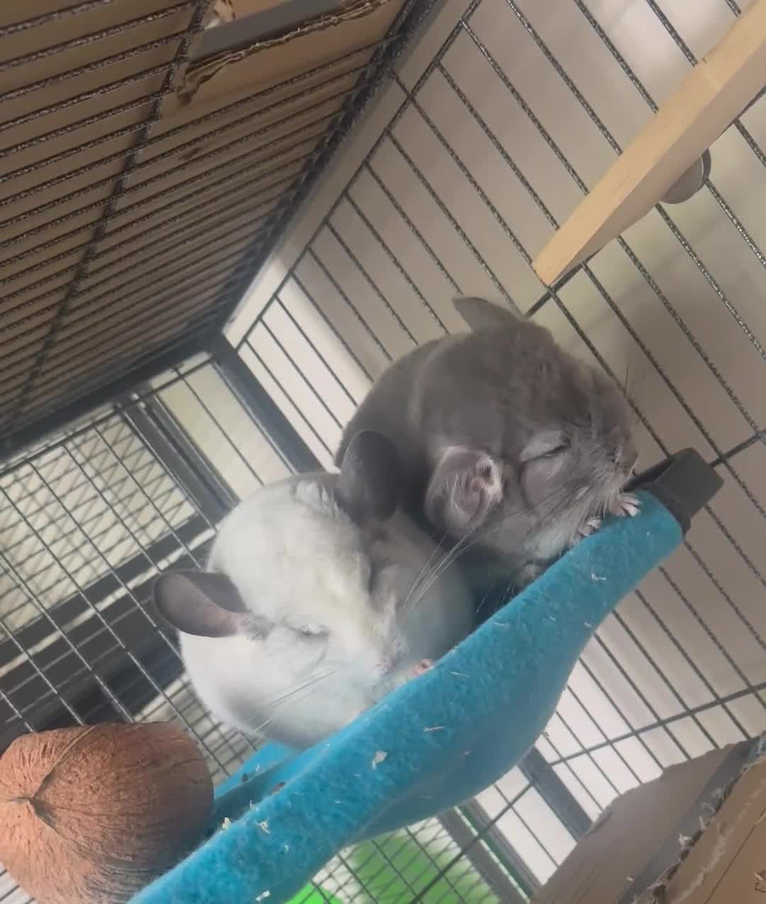 Chinchilla rodents for sale: Two Bonded Chinchillas  in Peterborough - Video 1