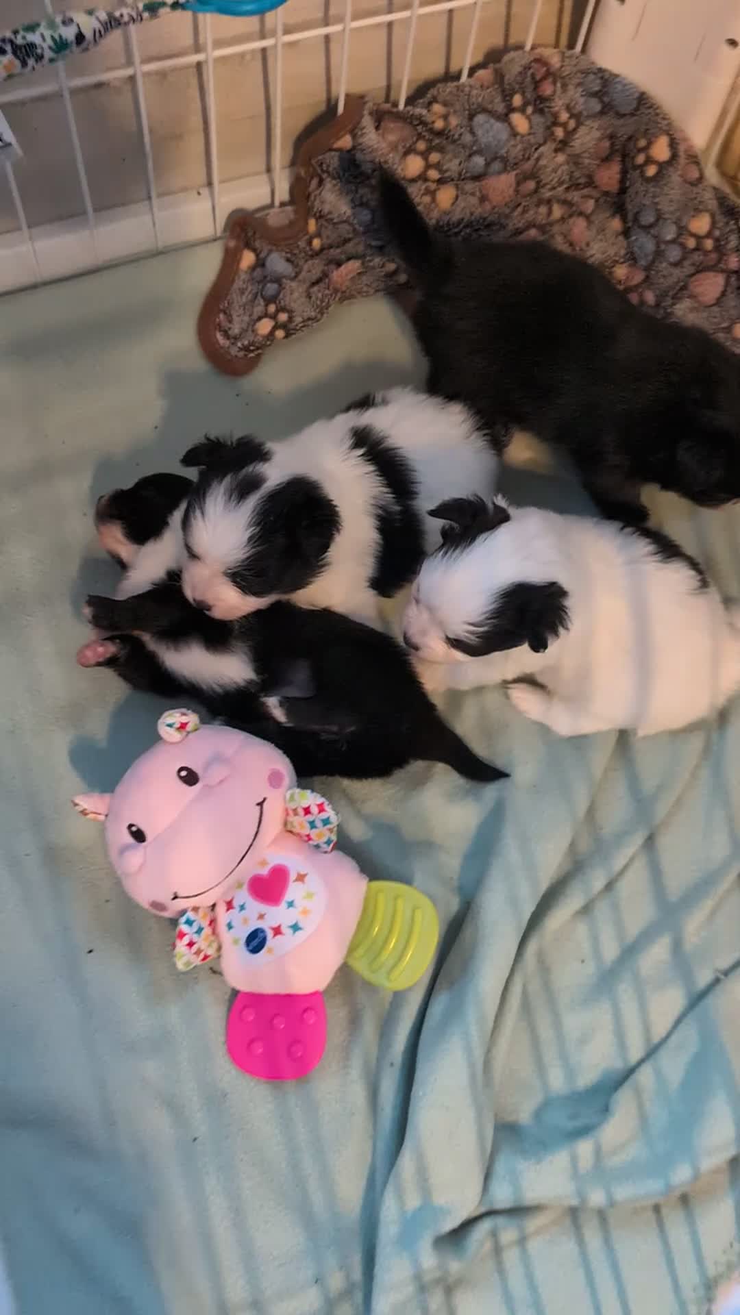 Pomchi dogs for sale: Stunning Pomchi babies - Video 2