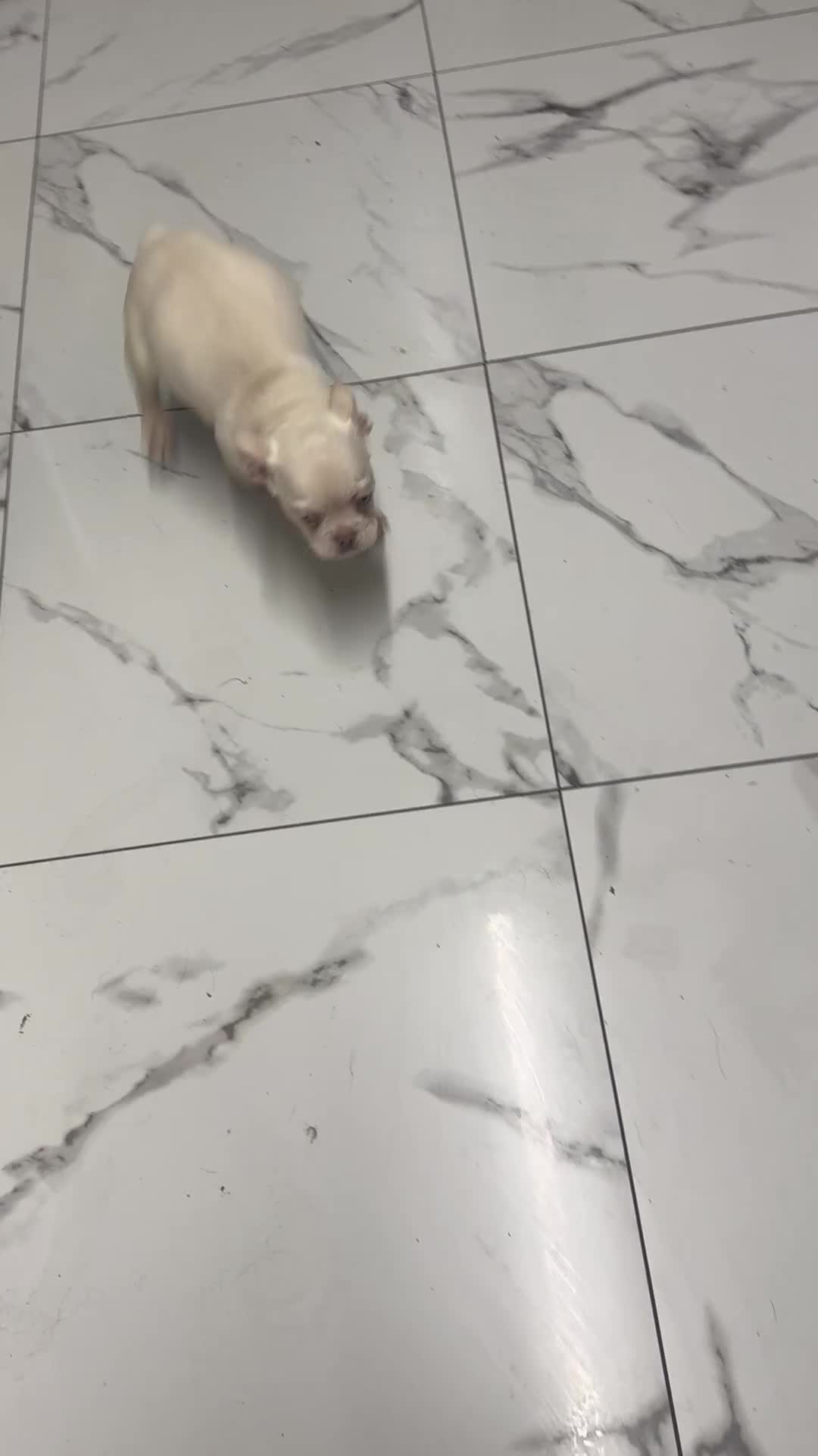 French Bulldog dogs for sale: Beautiful fluffy/ fluffy carrier Frenchie pups  - Video 3