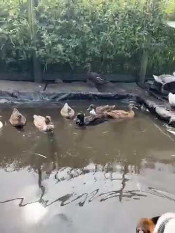 Ducks poultry for sale: Young call duck crosses - Video 1