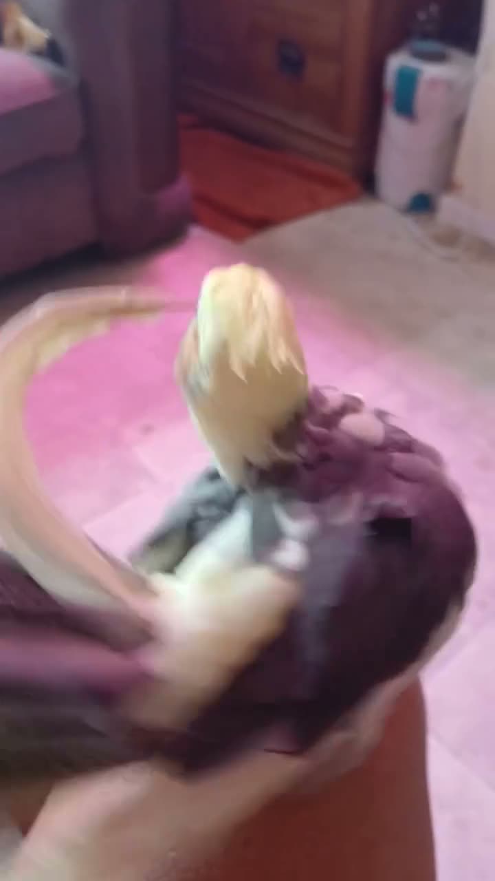 Cockatiels birds for sale: Bobby  - Video 2