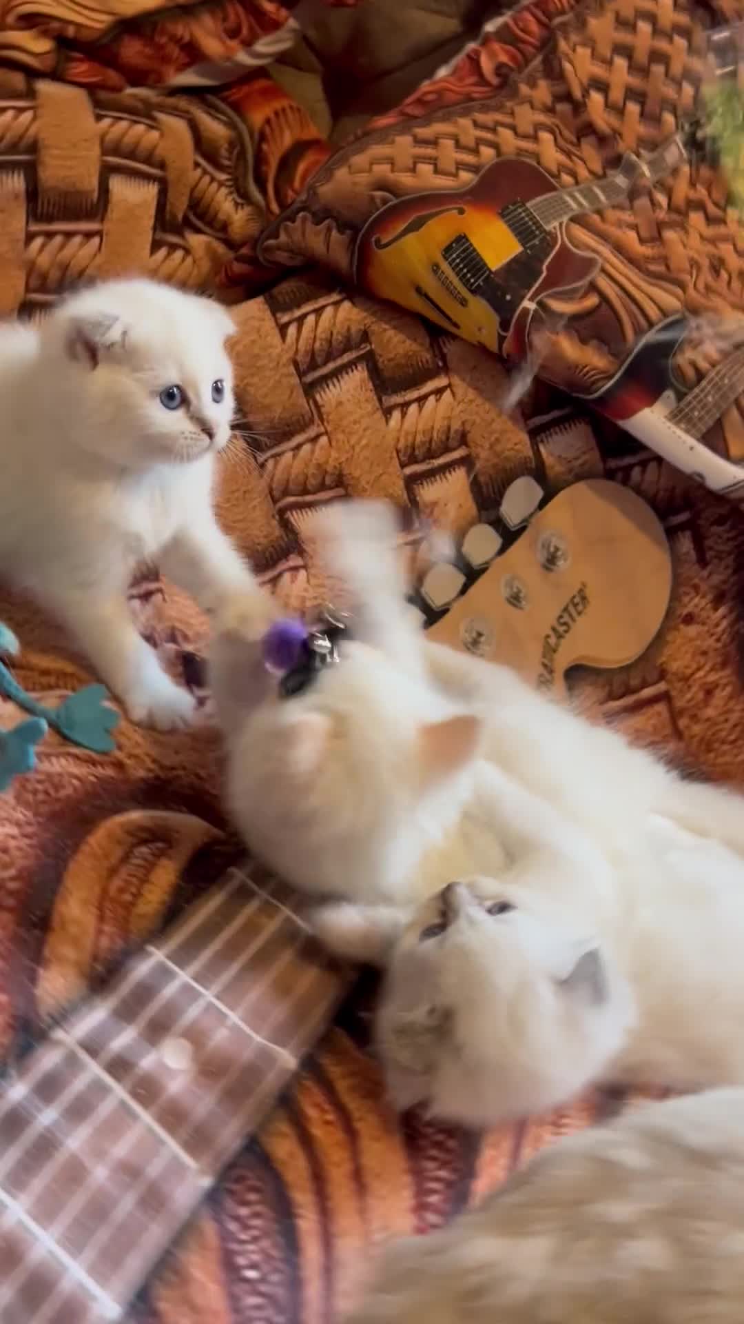 Ragdoll cats for sale: 🐾 Adorable Ragdoll Cross Kittens 🐾 - Video 1