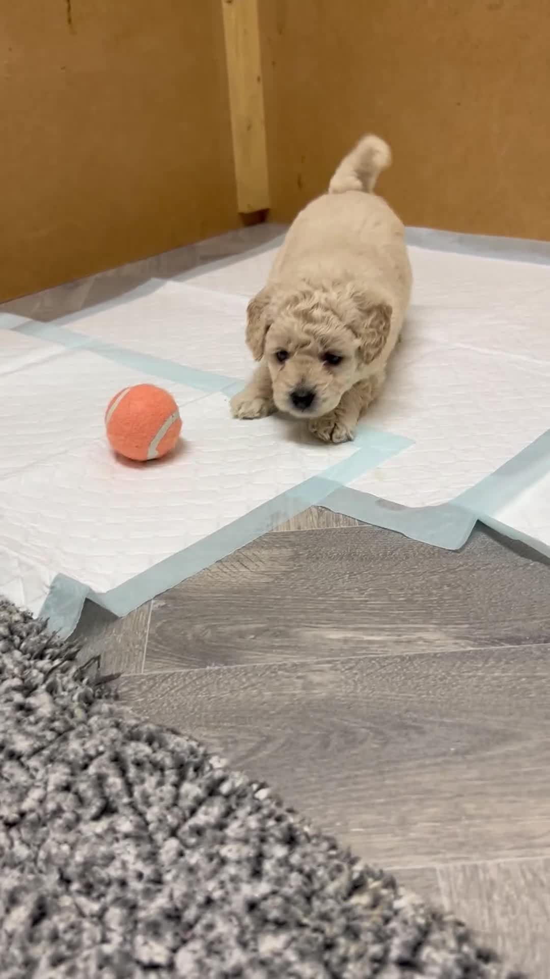 Cockapoo dogs for sale: Our little beauties in York - Video 2