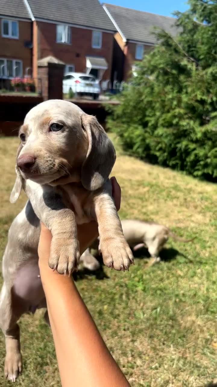 Miniature Dachshund dogs for sale: Short haired dachshunds  - Video 1