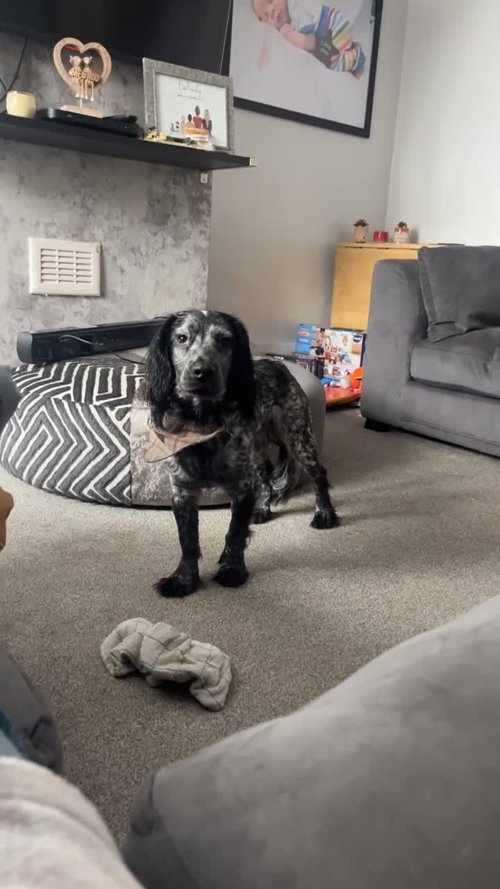 Cocker Spaniel dogs for stud: Big Stan. - Video 1