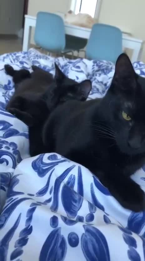 Mixed Breed cats for adoption: ROXY ELLA HEALTHY KITTEN GIRLS SOAYED  VACCINATED  - Video 1