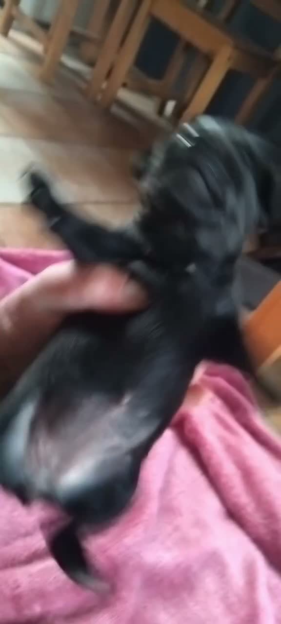 Mixed Breed dogs for sale: Patterdale/lakeland in Wells - Video 1