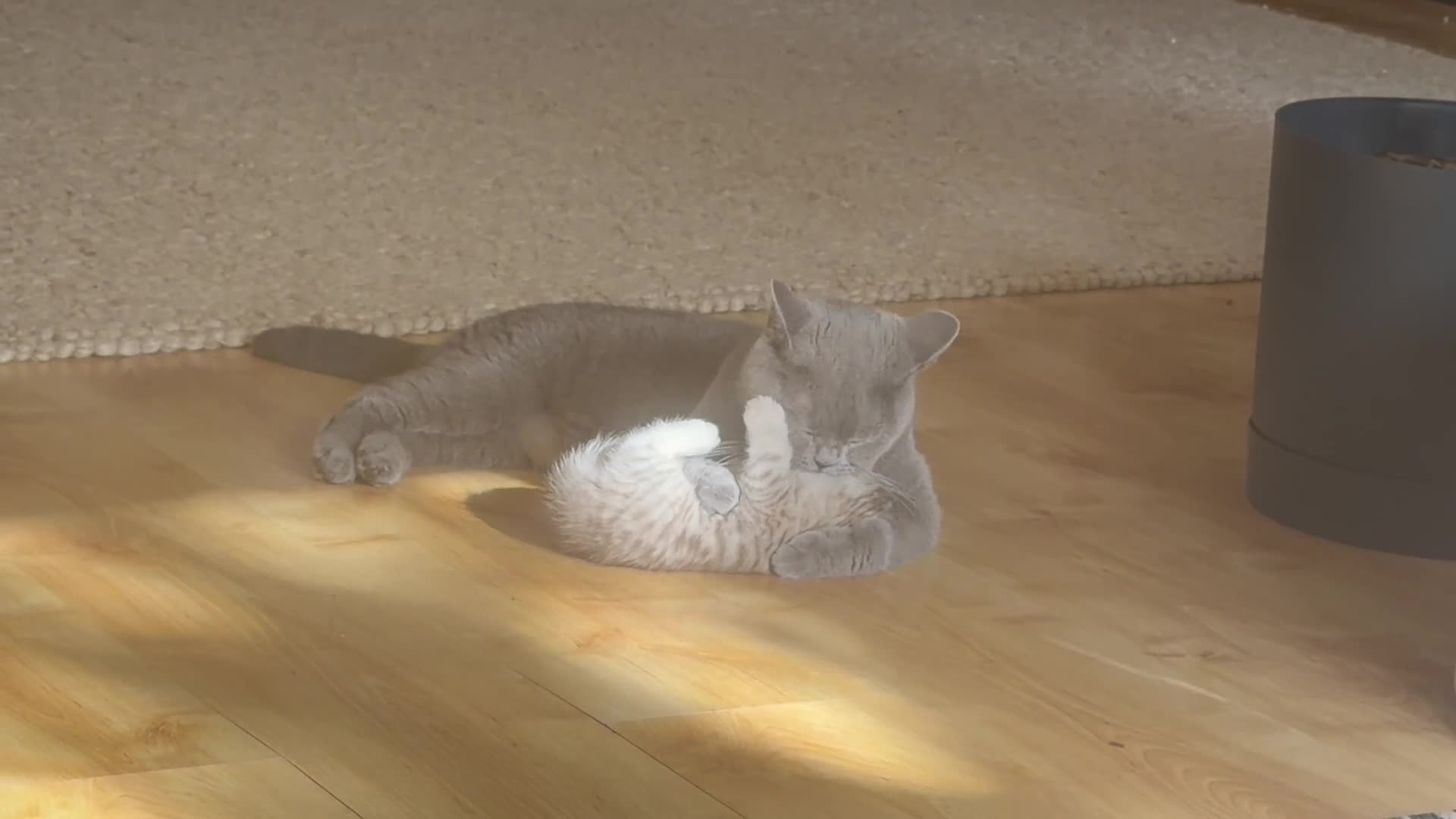 British Shorthair cats for sale: British shorthair kittens  - Video 2