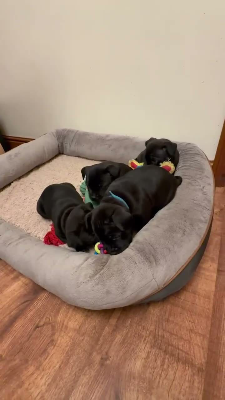 Staffordshire Bull Terrier dogs for sale: KC Reg/DNA Clear Brindle Staffordshire Puppies. - Video 1