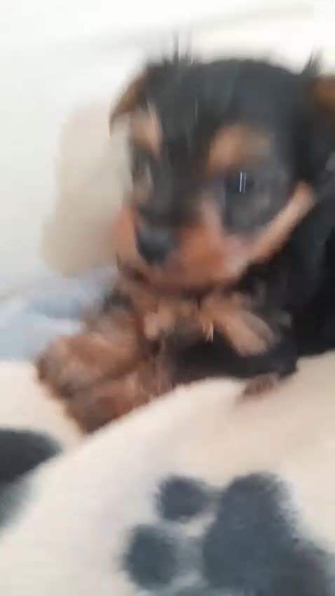 Yorkshire Terrier dogs for sale: Miniature Yorkshire Terrier Pups - Video 1