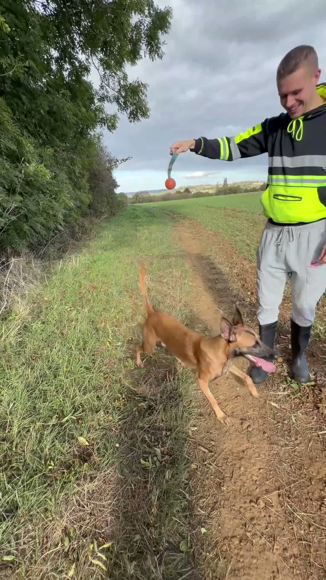 Belgian Shepherd Dog dogs for sale: Male Belgium Malinois  - Video 4