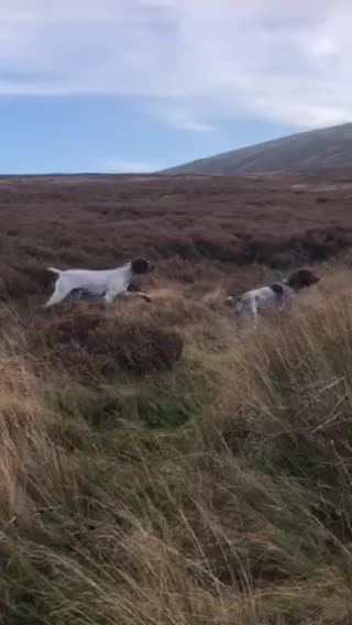 German Shorthaired Pointer dogs for stud: Outstanding example of a working Gsp in Lancaster - Video 1