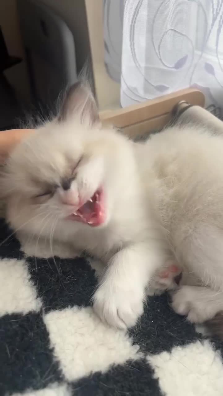 Ragdoll cats for sale: Ragdoll Kitten, Avalable Now - Male - Video 1
