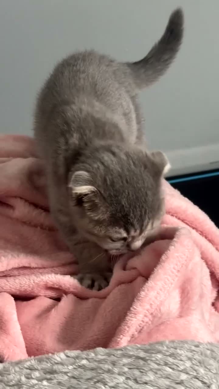 Scottish Fold cats for sale: Scottish Fold Kitten for Sale StarterPack Included - Video 2