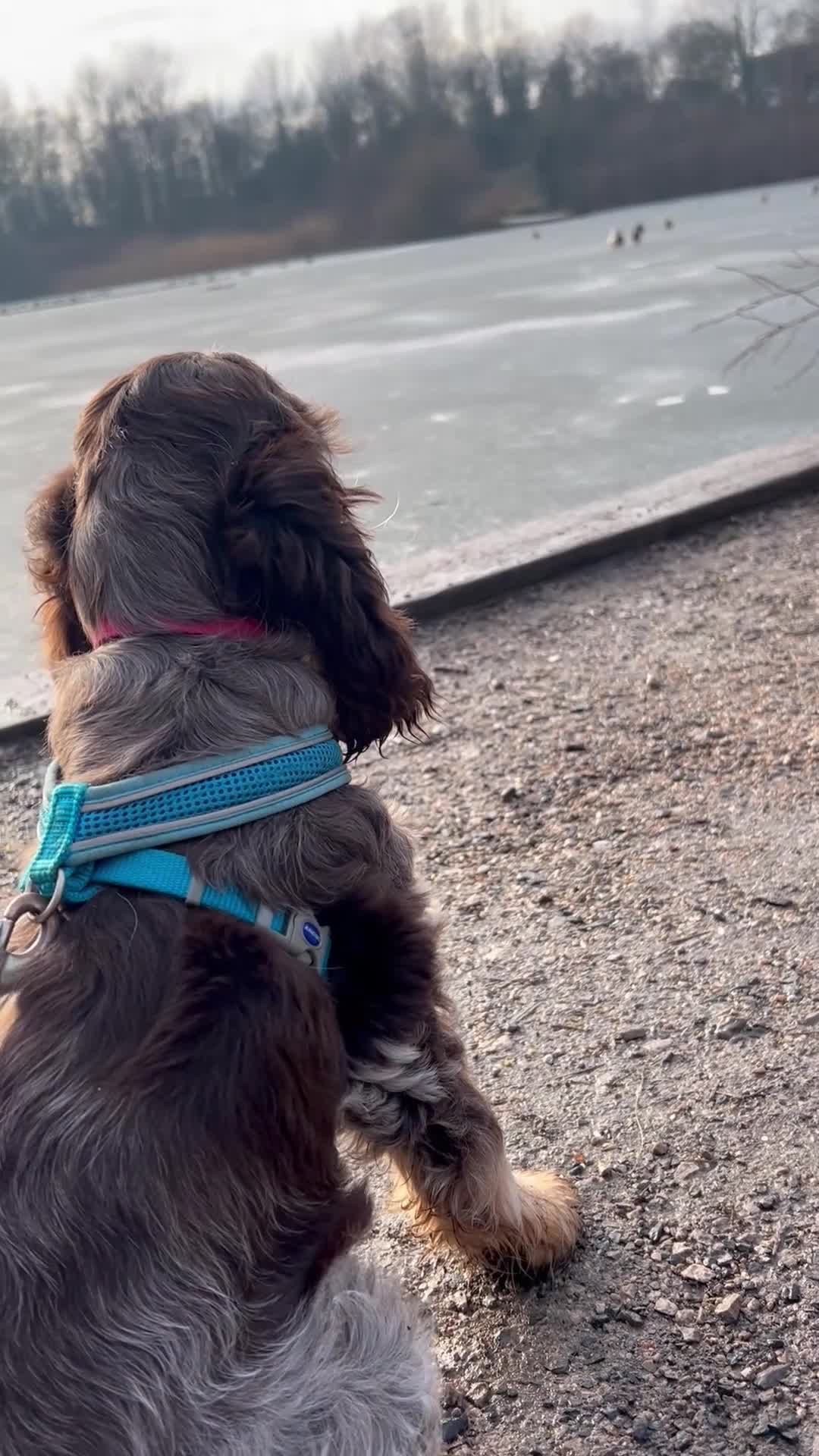 Cocker Spaniel dogs for sale: Show Cocker Girl pup - fantastic pedigree  - Video 1