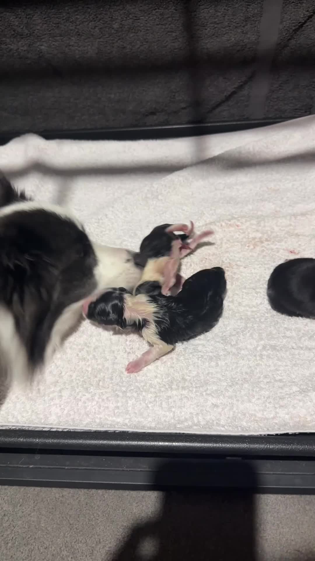 Border Collie dogs for sale: Border Collie Puppies For Sale - Video 1