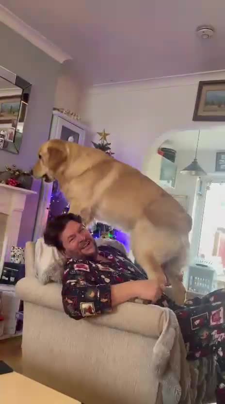 Golden Retriever dogs for stud: Niro golden retriever for stud  - Video 2