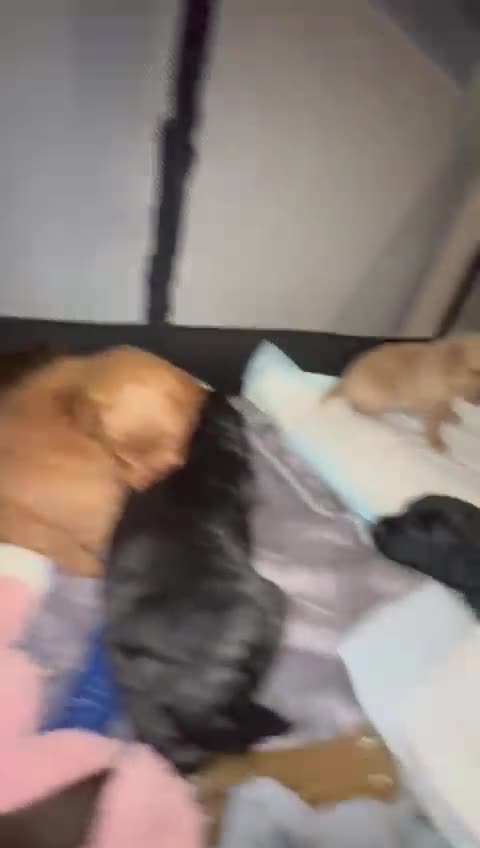 Doxiepoo dogs for sale: Stunning Doxiepoo Puppies for sale  - Video 1