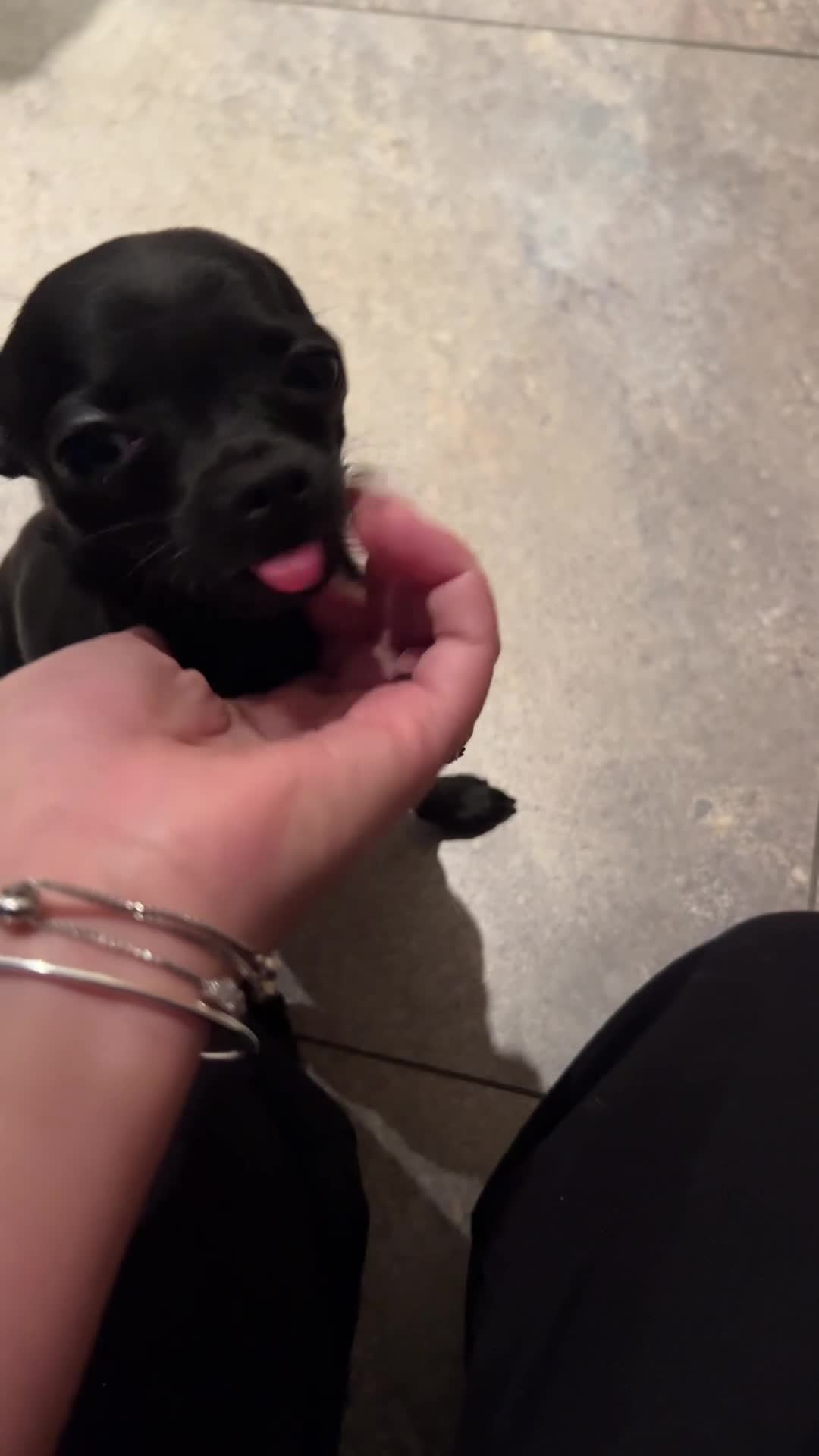 Chihuahua dogs for sale: Black Chihuahua  - Video 1