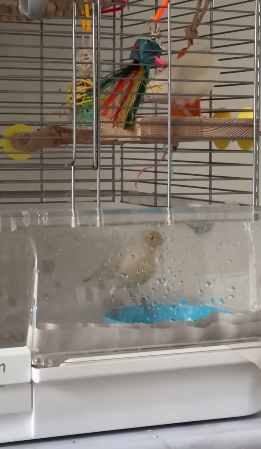 Canaries birds for sale: Adorable Omelette Male Canary - Video 2