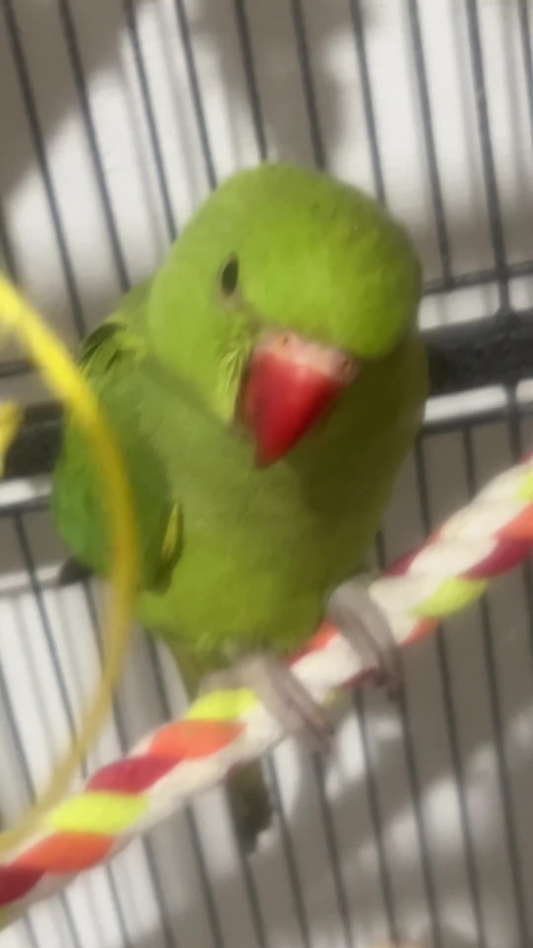 Parrots birds for sale: Indian ring neck green parrots  - Video 1